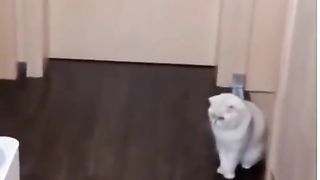 Very funny ????cat ????????????‍⬛????????????
