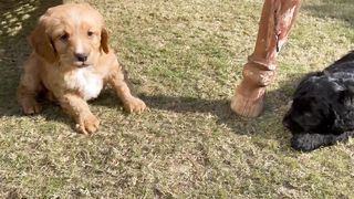 Cocker Spaniel Dogs