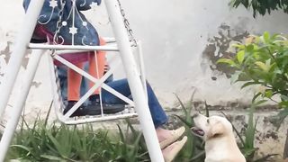 Labrador