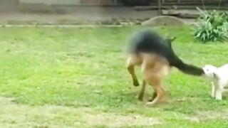 Naughty dog