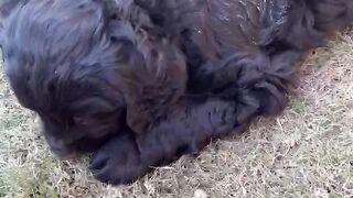 Cocker spaniel dogs