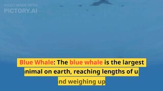 Largest Animals