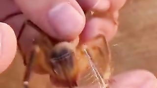 Укус  паука