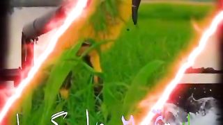 Tik tok vedio