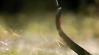 Cobra