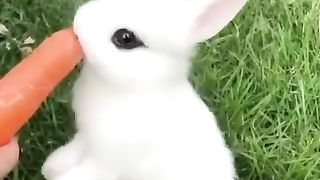 Cute white ribbte