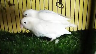 Bird's