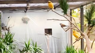 My Birds