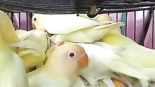 Beautiful bird's