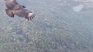 Eagle flying high | touch the sky #eagle