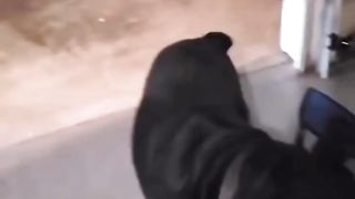 DOG SO FUNNY ????????
