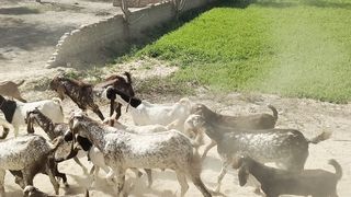 Village Life Punjab Pakistan l beautiful Goats ???? l daily routine village life
