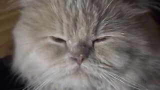 Cat wood caat