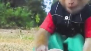 monkey help dog