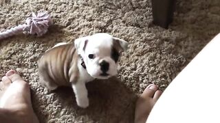 Bulldog Puppy Throws An Adorable Temper Tantrum
