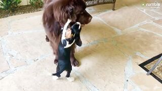 Cavalier puppy adorably attempts to befriend Newfoundland dog