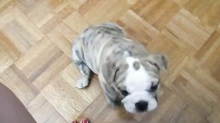 Chubby Bulldog Puppy Argues With Owner Emitting Strange Barks