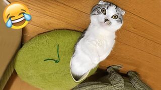 Funniest Animals Videos???? - Best Cats???? and Dogs???? Videos 2023!