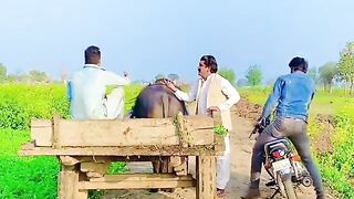 Funny video
