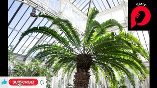 The Loneliest Plant in the World