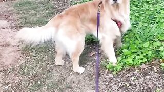 20 MILLION views on IG! ???? #dogs #shorts #dogmom #funnydogs #comedy #tiktok #reels #goldenretriever