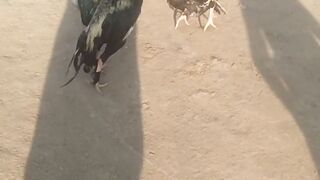 Aseel murgo ki fight