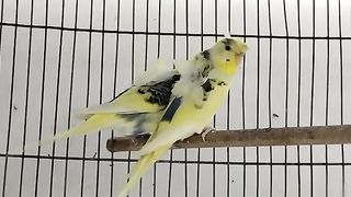 Hogoromo Budgies|Budgies