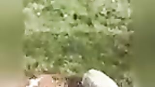 Funny dog a cats
