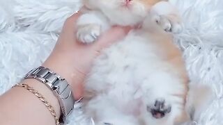 Gorgeous cat