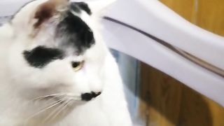 Beautiful cat