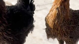 Hens racing ????????