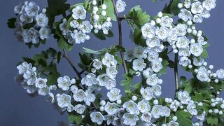 rose video