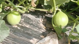 Melon seeds