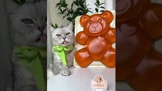 Cat ChangAn Makes the World's LARGEST Gummy Bear ！| Homemade Candy | Cute Cat TikToks #Shorts