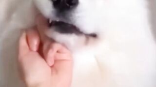 My stupid dog