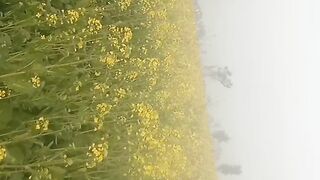 Agriculture information