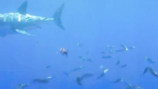 shark is trying to hunt