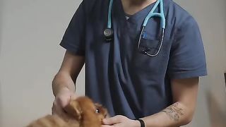 How to check and care of dog