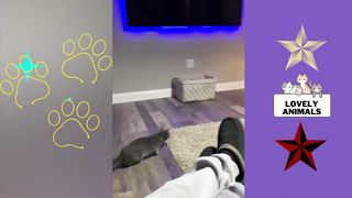 Lovely Animals | Lovely cat actions | Funny Cats
