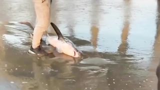 helping the shark