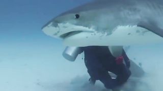 shark is in pain
