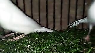 Beautiful birds