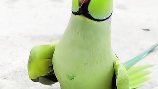 thirsty parrot #shorts
