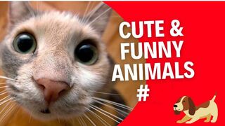 THE BEST ULTIMATE FUNNY ANIMALS COMPILATION JANUARY