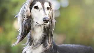 Dog Portrait