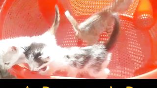 Joelmejission#tiktok#beautifull#pets