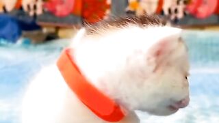 cute kitten