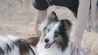 Two cut dogs