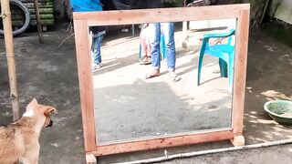 Facebook  | Funny prank. | Prank with dog