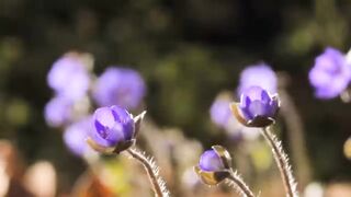 beautiful flower